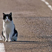 Trauma automobilistico nel gatto: cosa fare subito