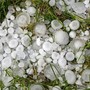 Grandinata sulla Plaine, danni alle vigne