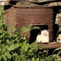 A Chamois i gatti sono diventati parte della comunità; già censiti e sterilizzati trenta felini A Chamois i gatti sono diventati parte della comunità; già censiti e sterilizzati trenta felini