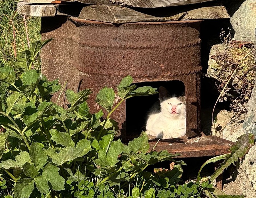 A Chamois i gatti sono diventati parte della comunità; già censiti e sterilizzati trenta felini