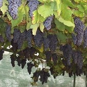 Tra tradizioni e paesaggi; la settimana che accende l’autunno Tra tradizioni e paesaggi; la settimana che accende l’autunno