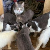 Verres, sequestrati o meglio 'salvati' 45 gatti costretti a vivere in un alloggio