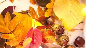 Halloween, castagnate e grandi eventi; il ponte da non perdere Halloween, castagnate e grandi eventi; il ponte da non perdere