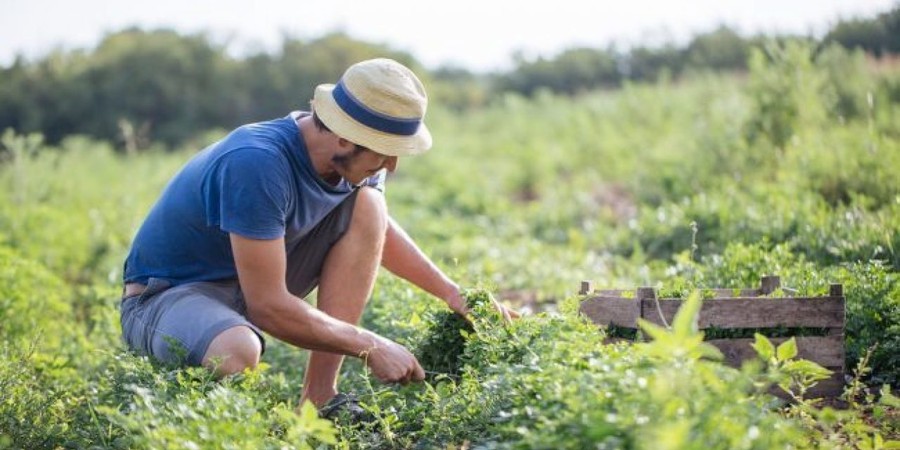 Giovani agricoltori, in Valle parte il bando da 70mila euro per chi avvia una nuova azienda