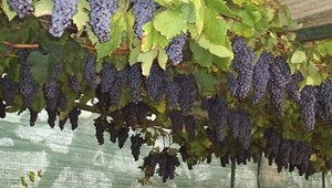 Tra tradizioni e paesaggi; la settimana che accende l’autunno