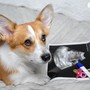 Sterilizzazione preventiva nel cane femmina: pro e contro