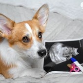 Sterilizzazione preventiva nel cane femmina: pro e contro