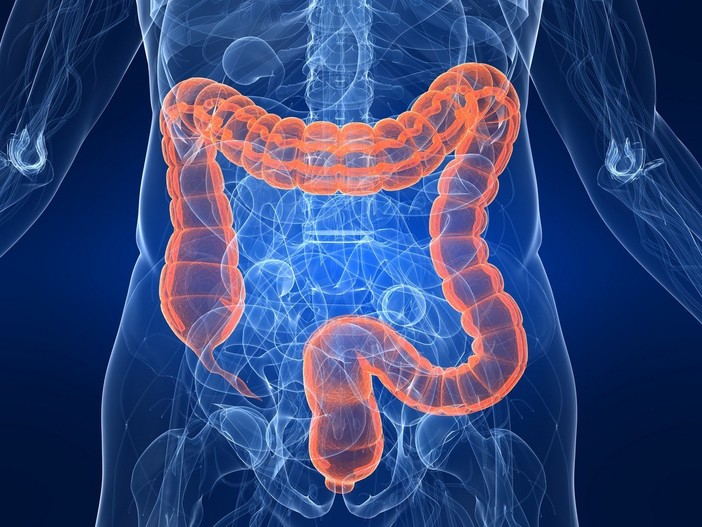 'L’intestino 3.0', webinar su questo grande sconosciuto per gli operatori della salute 'L’intestino 3.0', webinar su questo grande sconosciuto per gli operatori della salute