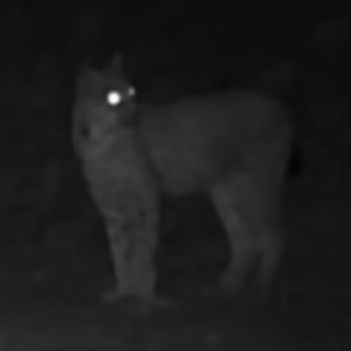 La lince torna nel Gran Paradiso: nuovo avvistamento nel versante valdostano