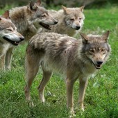 In Valle 10 branchi di lupi, Ganis (Lega) e assessore Carrel, 'ripartire con Wolfalps'