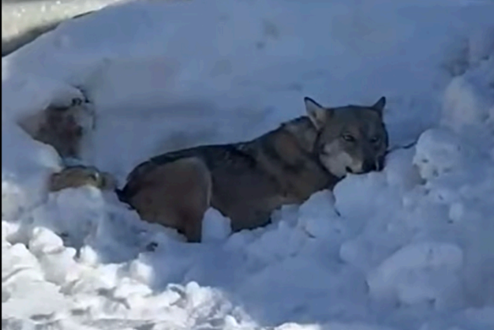 Cogne, lupo in difficoltà tra Lillaz e Gimillan; il Comune invita alla prudenza