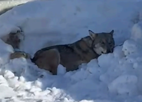 Cogne, lupo in difficoltà tra Lillaz e Gimillan; il Comune invita alla prudenza