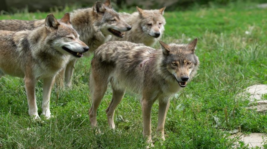 Il lupo non è più 'rigorosamente protetto'; più facile abbatterlo, insorge il WWF