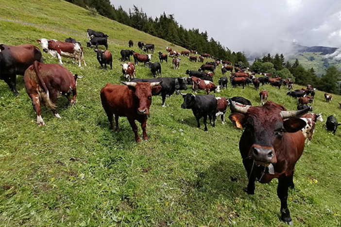 Emessi i mandati di liquidazione incentivi per miglioramento genetico della razza bovina valdostana
