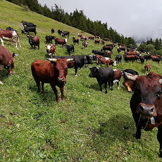 Emessi i mandati di liquidazione incentivi per miglioramento genetico della razza bovina valdostana
