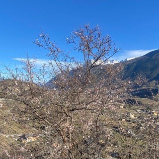 Calda primavera, in Valle gemme a 800 metri di quota