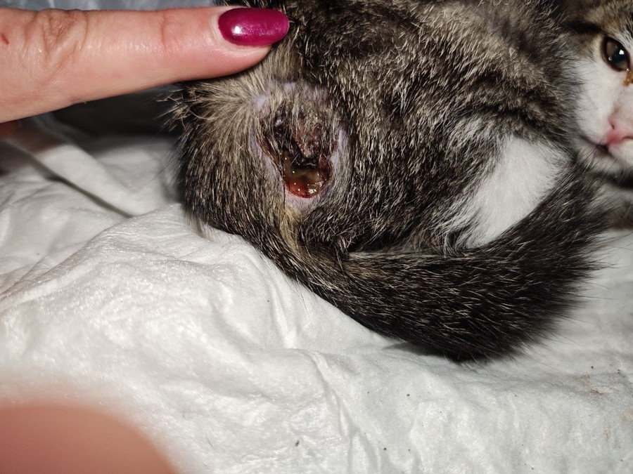 'Un gatto ferito lasciato senza soccorso dal gattile regionale'