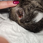 'Un gatto ferito lasciato senza soccorso dal gattile regionale'