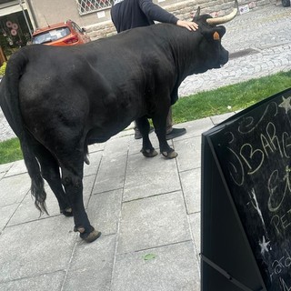 Saint-Vincent, mucca intraprendente 'socializza' all'ingresso del bar