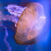 Curiose senza cervello; le meduse che vogliono conoscerci Curiose senza cervello; le meduse che vogliono conoscerci