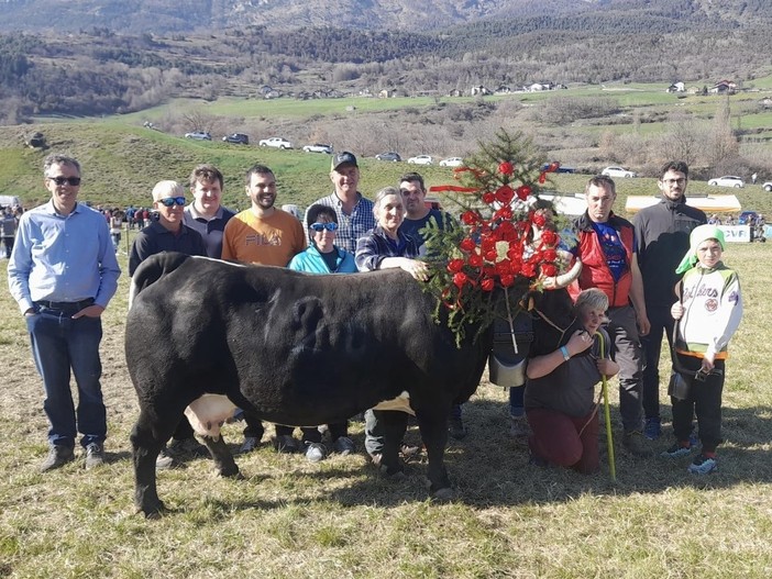 Merlitta, regina di Prima categoria