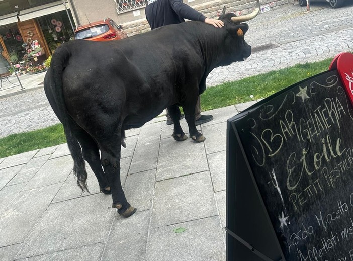 Saint-Vincent, mucca intraprendente 'socializza' all'ingresso del bar