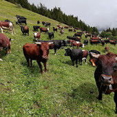 Emessi i mandati di liquidazione incentivi per miglioramento genetico della razza bovina valdostana