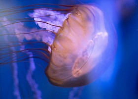 Curiose senza cervello; le meduse che vogliono conoscerci Curiose senza cervello; le meduse che vogliono conoscerci