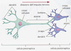Ad Aosta mercoledì 8 aprile una conferenza sul mistero dei neuroni 'bambini' Ad Aosta mercoledì 8 aprile una conferenza sul mistero dei neuroni 'bambini'