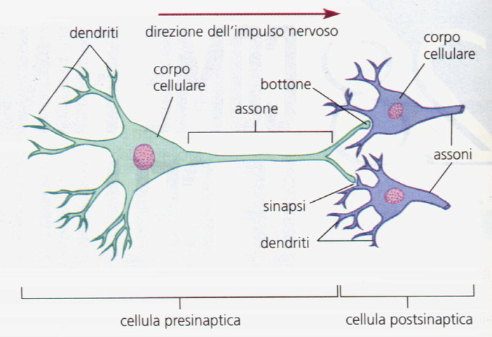 Ad Aosta mercoledì 8 aprile una conferenza sul mistero dei neuroni 'bambini' Ad Aosta mercoledì 8 aprile una conferenza sul mistero dei neuroni 'bambini'