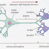 Ad Aosta mercoledì 8 aprile una conferenza sul mistero dei neuroni 'bambini'