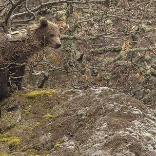 PhotoCredtis: Infoanimals