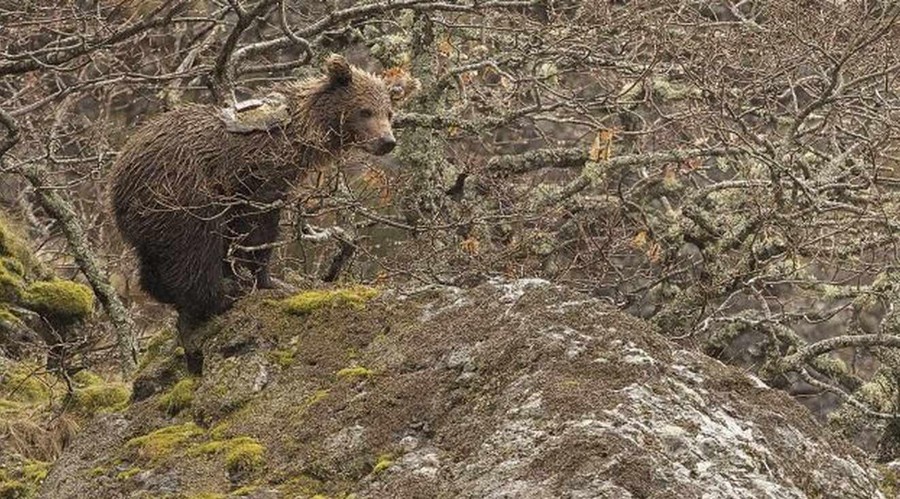 PhotoCredtis: Infoanimals