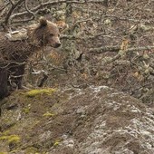 PhotoCredtis: Infoanimals