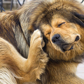 Parassiti e antiparassitari; come difendere i nostri Pet VIDEO INCLUSO