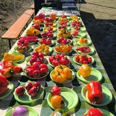 Nus; 'An Pomma pe an Sei' a Petit-Fénis fa il pieno di visitatori e rilancia l'agrobio Nus; 'An Pomma pe an Sei' a Petit-Fénis fa il pieno di visitatori e rilancia l'agrobio