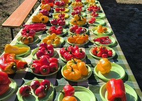 Nus; 'An Pomma pe an Sei' a Petit-Fénis visitatori entusiasti e rilanciata l'agrobio Nus; 'An Pomma pe an Sei' a Petit-Fénis visitatori entusiasti e rilanciata l'agrobio
