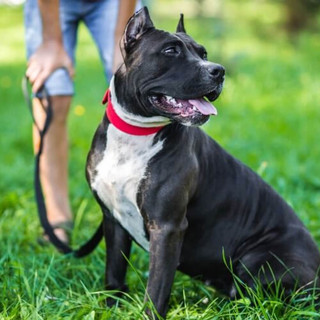 'Patentino' cani, aperte le iscrizioni al corso Celva