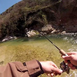 Pesca, in Valle immesse le specie 'trota fario' e 'trota iridea'