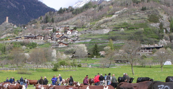 Aiuti Arev 2018 agli allevatori, per la Commissione Ue sono 'llegali e da recuperare' Aiuti Arev 2018 agli allevatori, per la Commissione Ue sono 'llegali e da recuperare'