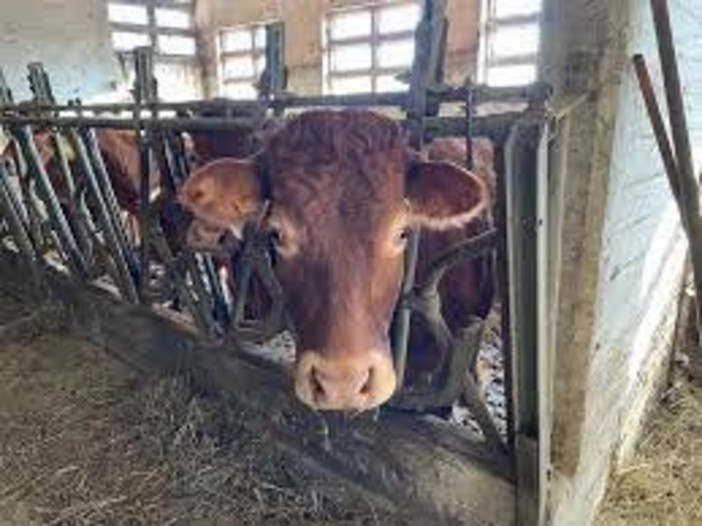 Alpeggi 2026, vaccinazione obbligatoria per i bovini da fuori regione