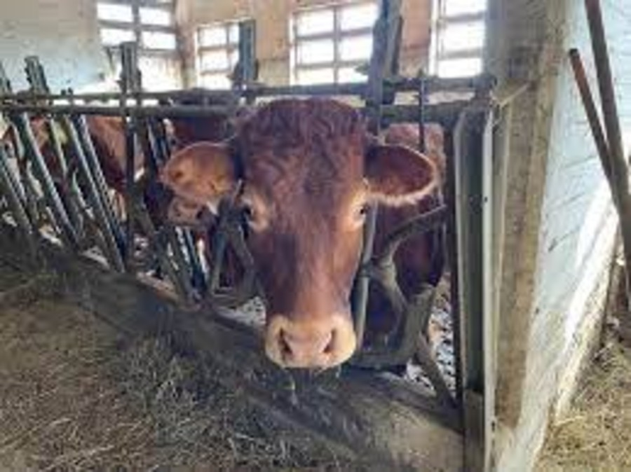 Alpeggi 2026, vaccinazione obbligatoria per i bovini da fuori regione