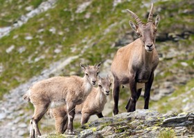 Il Ddl Malan punta il fucile contro lo stambecco, simbolo della rinascita alpina Il Ddl Malan punta il fucile contro lo stambecco, simbolo della rinascita alpina