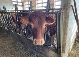 Alpeggi 2026, vaccinazione obbligatoria per i bovini da fuori regione