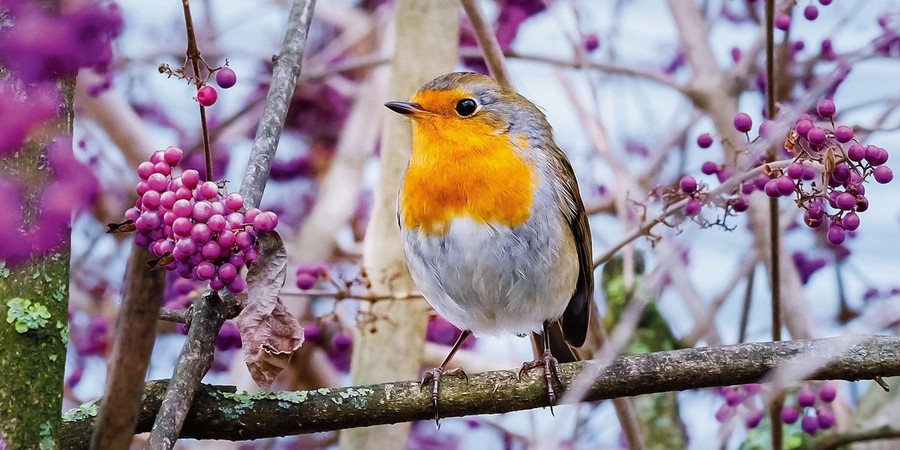Ali in viaggio sopra di noi