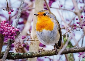Ali in viaggio sopra di noi