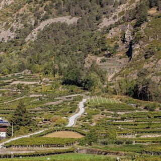 Autorizzazione per nuovi vigneti: ricevute domande per 20 ettari