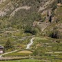 Institut Agricole, sono online le curve di maturazione delle uve