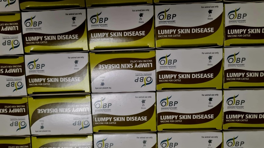 Dermatite bovina, la Regione replica a FdI: 'vaccinazione sola via per evitare abbattimenti'
