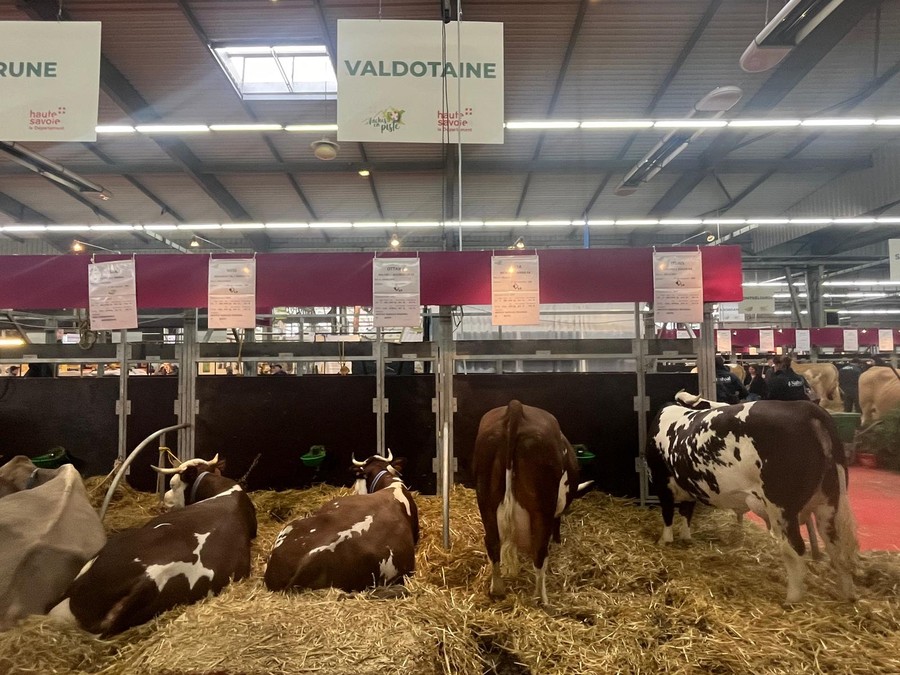 Le 'vaches valdotaines' regine alla Fiera internazionale di La Roche sur Foron VIDEOINTERVISTA